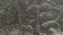 HIPPOCAMPE