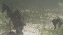 HIPPOCAMPES