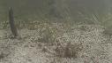 HIPPOCAMPES