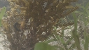 HIPPOCAMPES