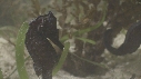 HIPPOCAMPES