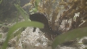 HIPPOCAMPES
