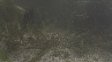 HIPPOCAMPES