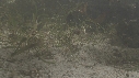 HIPPOCAMPES