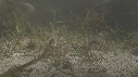 HIPPOCAMPES
