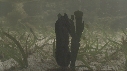 HIPPOCAMPES