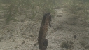 HIPPOCAMPES