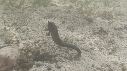 HIPPOCAMPES
