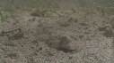 PLATYCEPHALUS