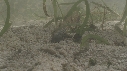 PLATYCEPHALUS