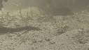 SERPENT, MANGROVE