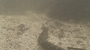 SERPENT, MANGROVE