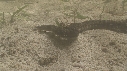 SERPENT, MANGROVE