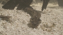 SERPENT, MANGROVE