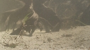 SERPENT, MANGROVE