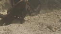 SERPENT, MANGROVE