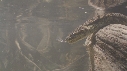 SERPENT, MANGROVE