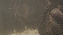 SERPENT, MANGROVE