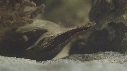 NAISSANCE, REQUIN, BEBE
