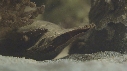 NAISSANCE, REQUIN, BEBE