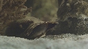 NAISSANCE, REQUIN, BEBE