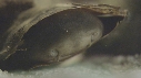 NAISSANCE, REQUIN, BEBE