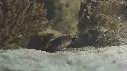 NAISSANCE, REQUIN, BEBE