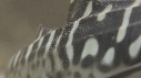 REQUIN LEOPARD