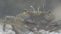 CRABE