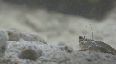 SQUILLE, CRABE