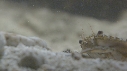 SQUILLE, CRABE