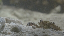 SQUILLE, CRABE