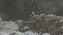 SQUILLE, CRABE