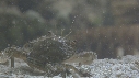 SQUILLE, CRABE