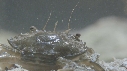 SQUILLE, CRABE