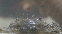 SQUILLE, CRABE