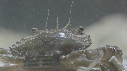 SQUILLE, CRABE