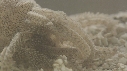 SYNAPTE