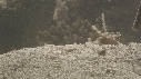 SYNAPTE