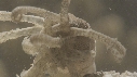 SYNAPTE