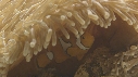 POISSON CLOWN