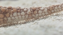 ETOILE DE MER
