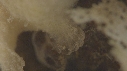 ANTENNAIRE