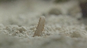 CONE