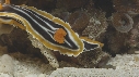 ANTENNAIRE, NUDIBRANCHES