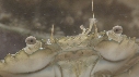 CRABE