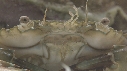 CRABE