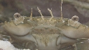 CRABE