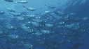 POISSONS