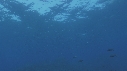 POISSONS